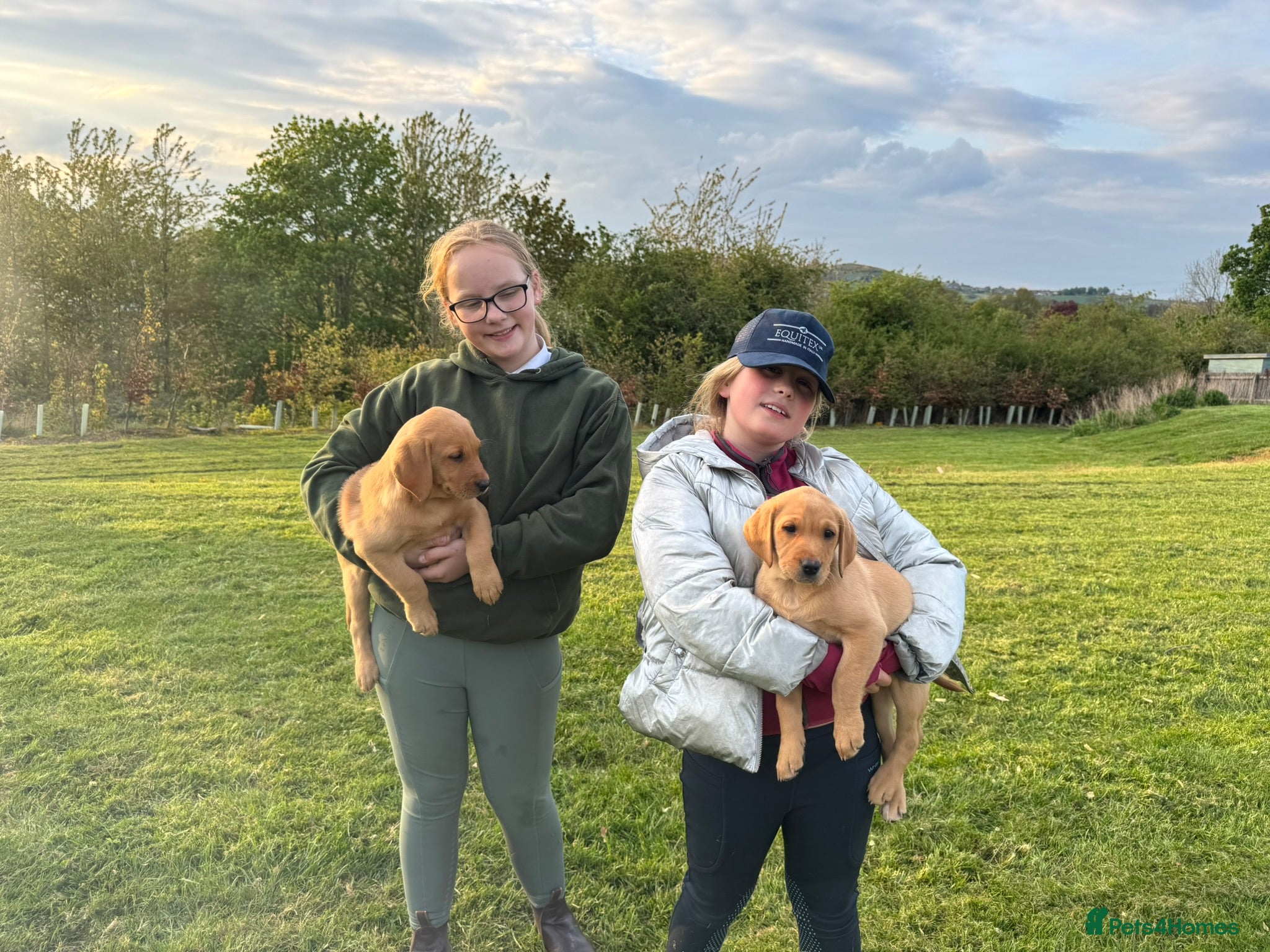 Labrador Retriever dogs for sale: Working Pet Bred; Highly Regarded Labrador Lineage - Advert 4
