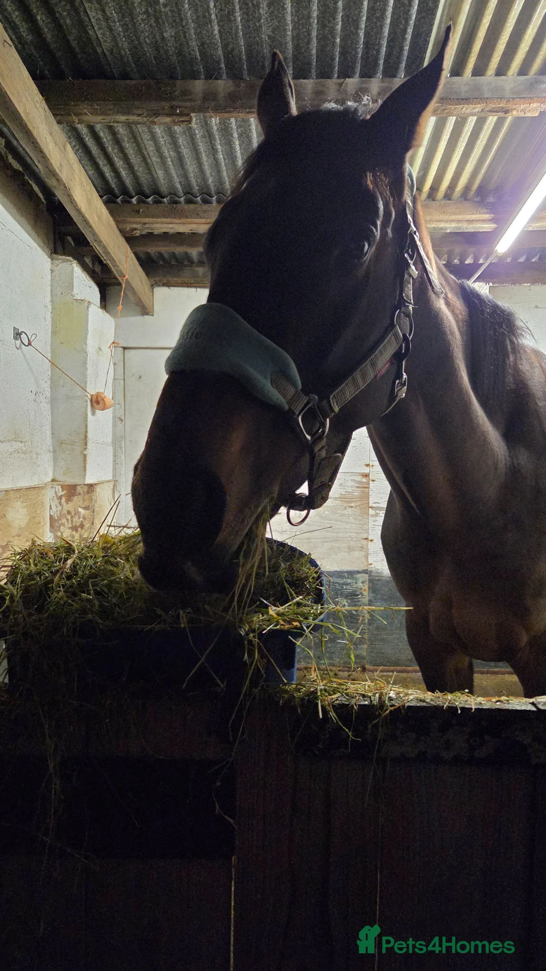 English Thoroughbred horses for sale: 17.1 10 Year old BAY  - Advert 2