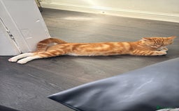 Domestic Shorthair cats for sale: Need to rehome my beautiful cats.  - Image 3