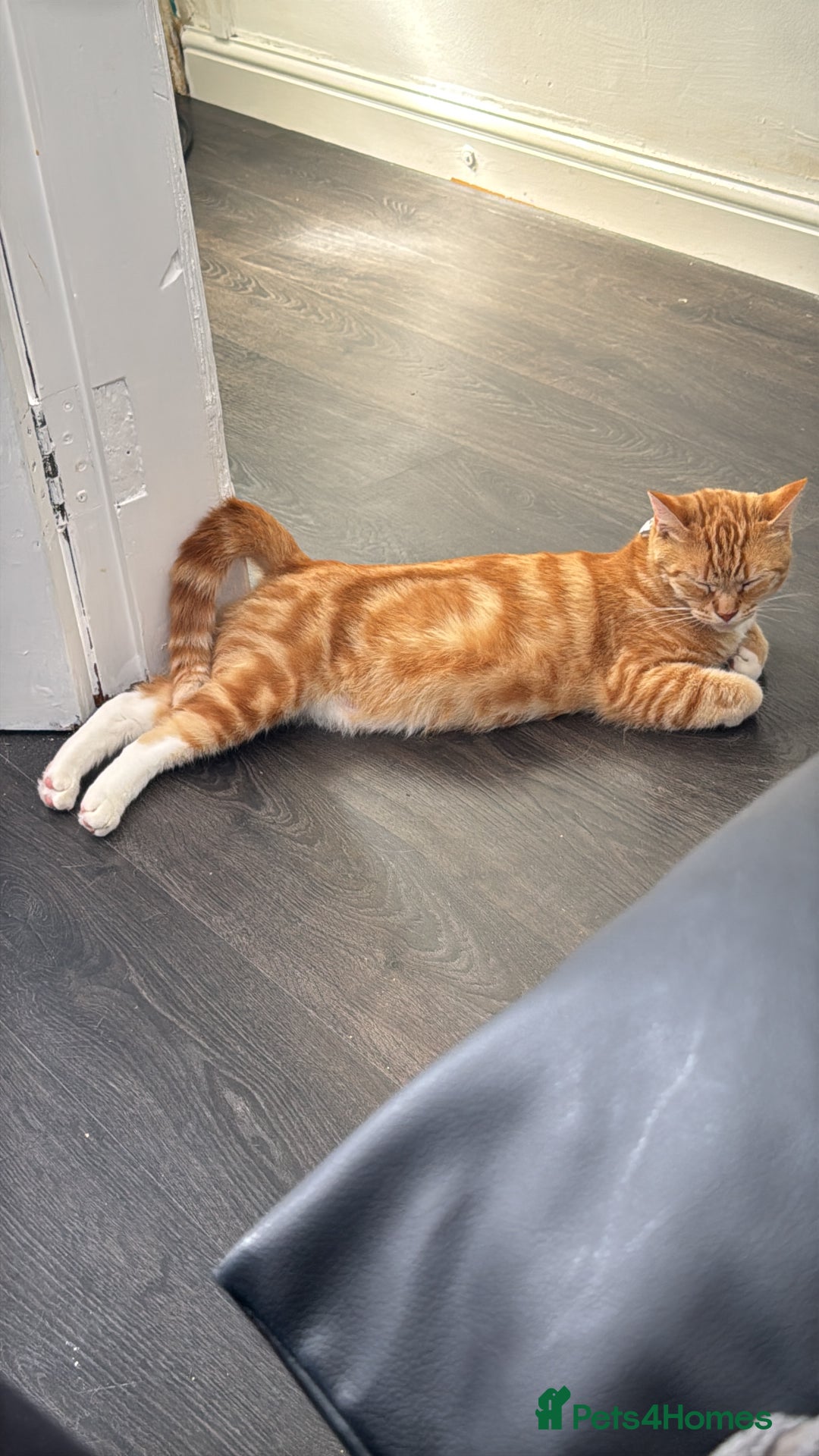 Domestic Shorthair cats for sale: Need to rehome my beautiful cats.  - Image 3