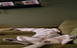 Mixed Breed dogs for sale: Dalsky looking for forever home - Image 12
