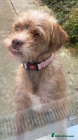Mixed Breed dogs Lovely Bossipoo - Advert 5