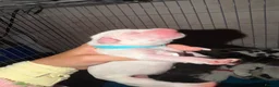 Dalmatian dogs for sale:  🐾✨DALMATION PUPPIES Perdy and Pongos - Advert 6