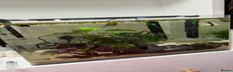 Tetras fish for sale: 🌿💞 70L Aquascape Setup in Dorchester - Advert 5