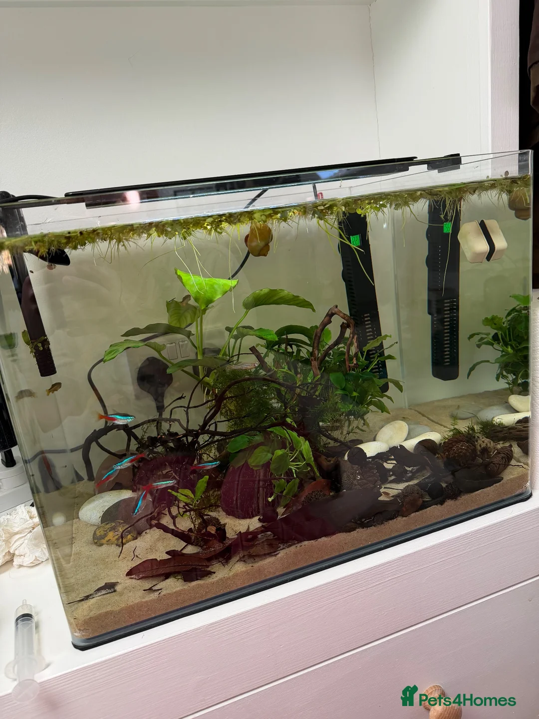 Tetras fish for sale: 🌿💞 70L Aquascape Setup in Dorchester - Advert 5