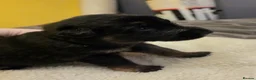 German Shepherd dogs for sale: 🐾 STUNNING GERMAN SHEPHERD PUPPIES FOR SALE** 🐾 - Advert 14