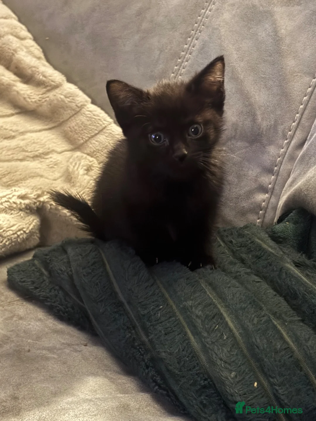 Mixed Breed cats for sale: Beautiful mixed breed kittens - Advert 4