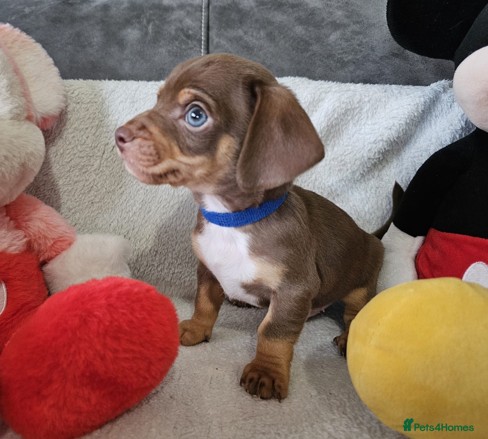 Dachshund dogs Ready to leave fantastic mini Dachshund Puppies - Advert 6