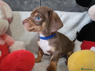 Dachshund dogs Ready to leave fantastic mini Dachshund Puppies - Advert 6