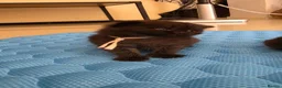 Scottish Fold cats for sale: Scottish fold kittens  in Manchester - Advert 3