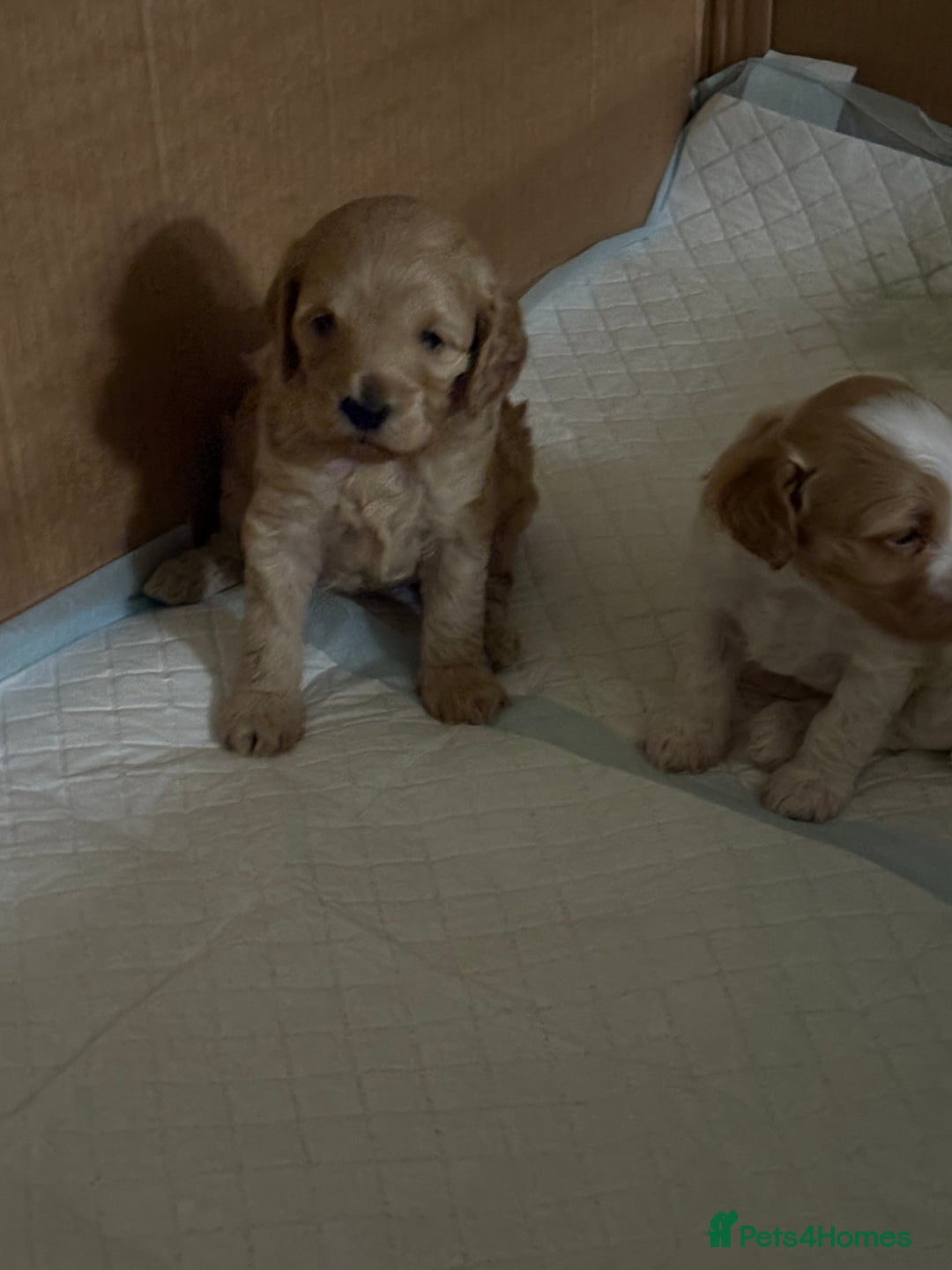 Cockapoo dogs for sale: Cockerpoo puppies for sale  - Advert 18