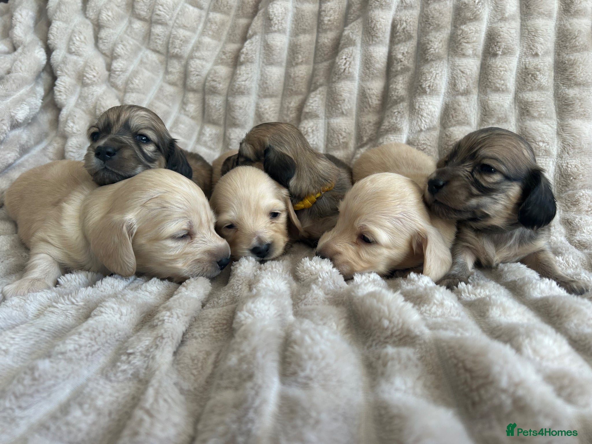 Miniature Dachshund dogs Stunning Champion Cream Miniature Dachshunds!  - Advert 1