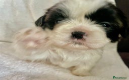 Shih Tzu dogs for sale: Adorable Imperial Shih Tzu Puppies - Advert 17