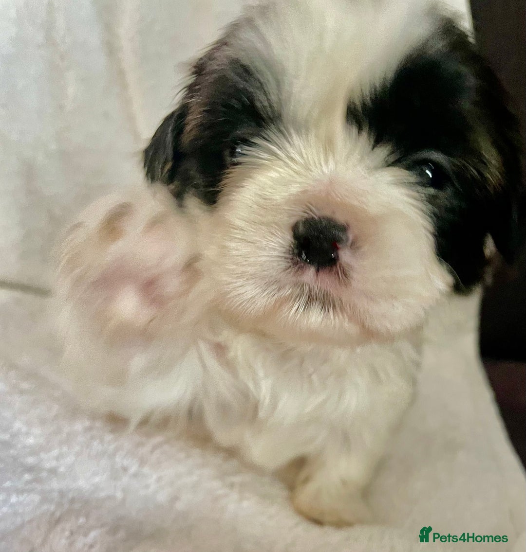 Shih Tzu dogs for sale: Adorable Imperial Shih Tzu Puppies - Advert 17