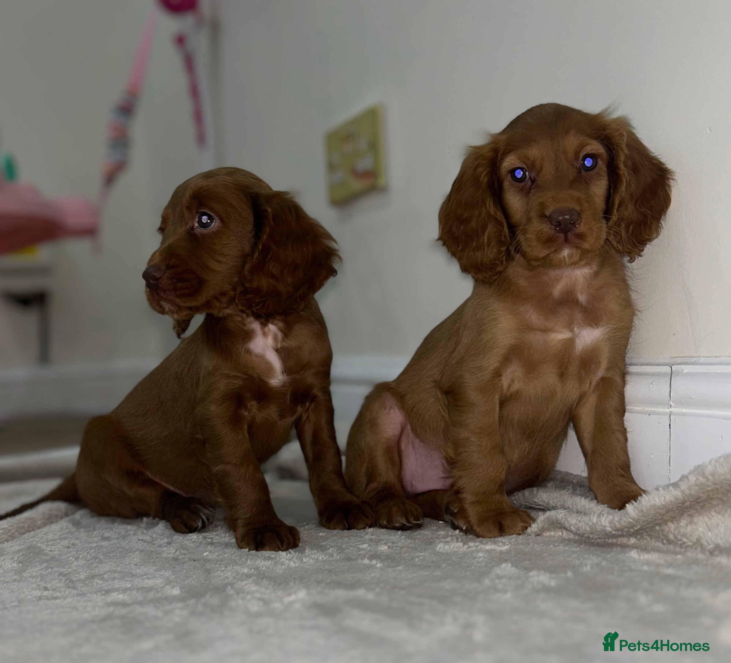 Cockapoo dogs 2 Stunning girl cockapoo puppies  - Advert 15
