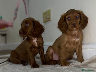 Cockapoo dogs 1 girl cockapoo puppy available - Advert 6