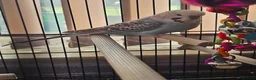 Budgerigars birds for sale: Male and female budgies in Manchester - Advert 3