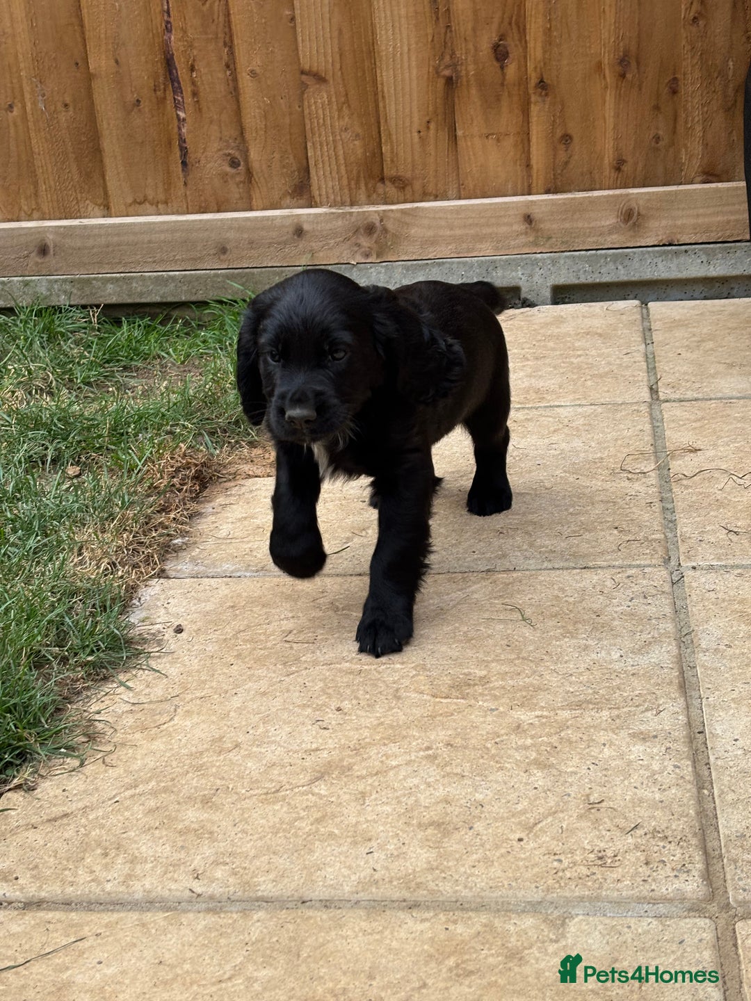 Cocker Spaniel dogs for sale: Cocker spaniel puppies  - Image 4