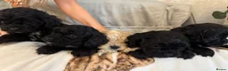 Cockapoo dogs for sale: Tiny Yankee Doodle puppies - Advert 10