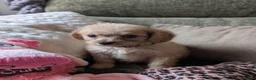 Cavapoo dogs for sale: Last Boy F1 Toy Cavapoo Puppy  - Advert 5