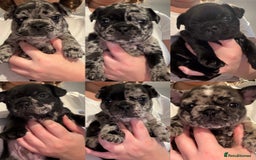 French Bulldog dogs for sale: French bulldog puppies  - Image 1
