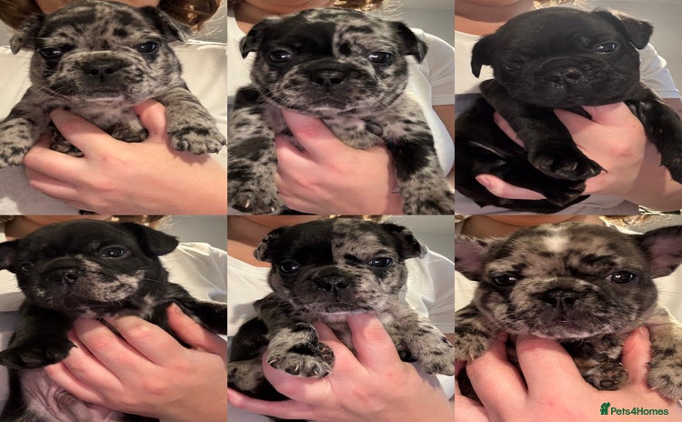 French Bulldog dogs - Advert 4