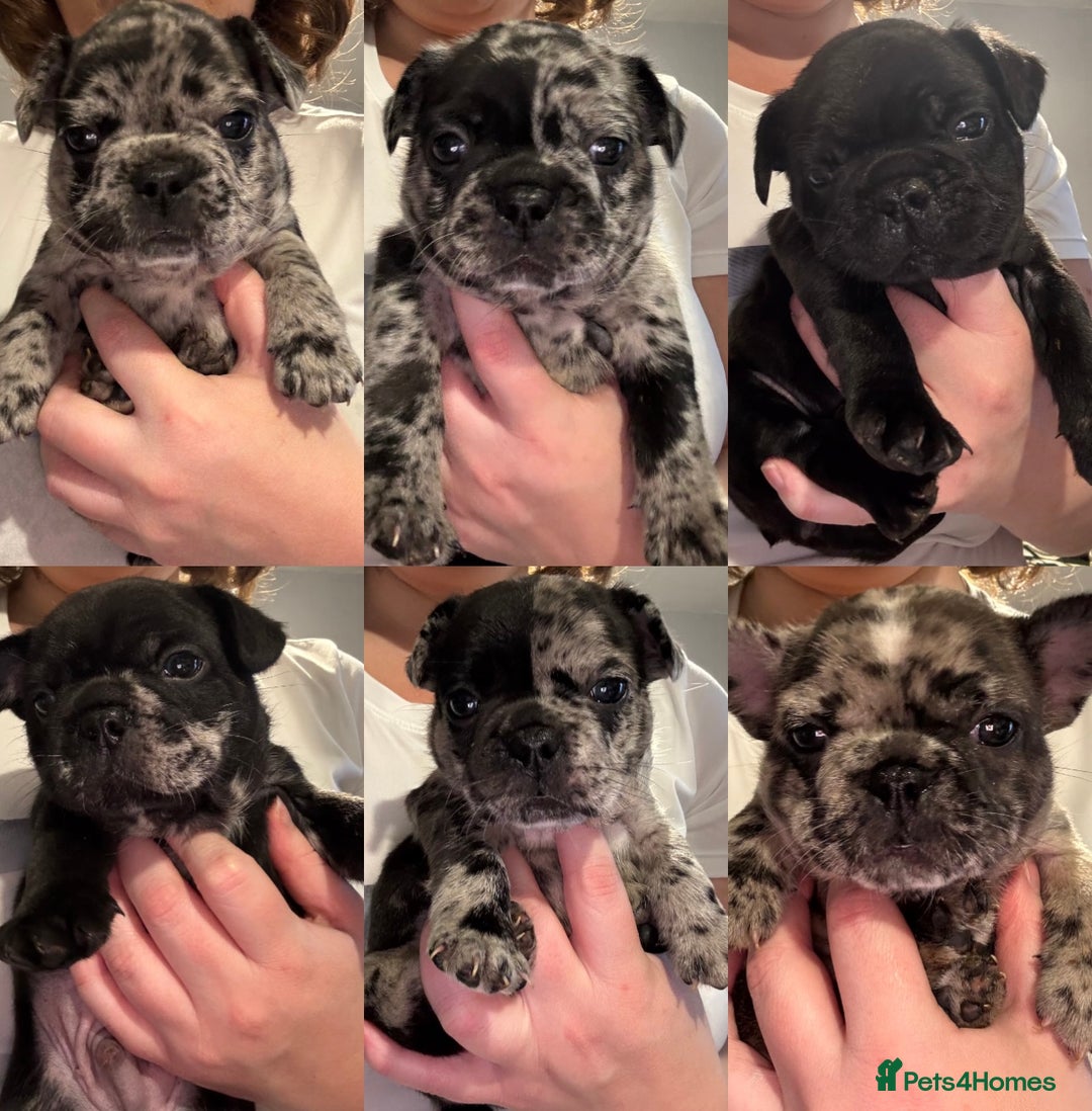 French Bulldog dogs for sale: French bulldog puppies  - Image 1