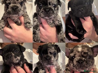 French Bulldog dogs - Advert 24