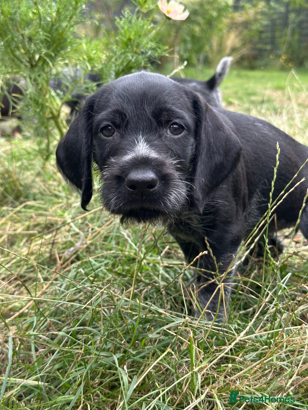 German Wirehaired Pointer dogs for sale: German Wirehaired Pointer Puppies for Sale - Image 8