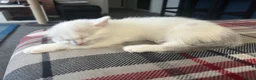 Mixed Breed cats for sale: British shorthair mix kittens - Advert 8