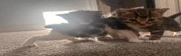 Mixed Breed cats for sale: 5 gorgeous kittens for sale - Advert 2