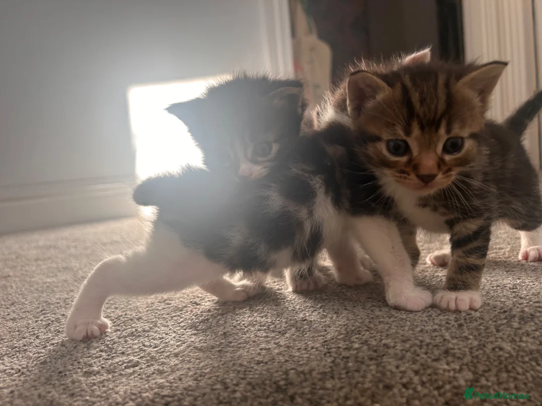 Mixed Breed cats for sale: 5 gorgeous kittens for sale - Advert 2