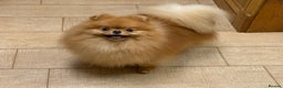 Pomeranian dogs for stud: Stunning orange sable boy for stud in Lanark - Advert 9