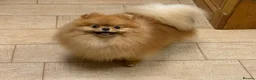 Pomeranian dogs for stud: Stunning orange sable boy for stud in Lanark - Advert 9