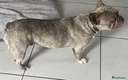French Bulldog dogs for sale: Ready to leave on the 12th of September - Image 4