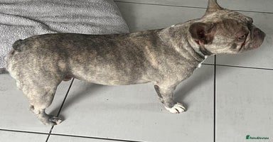 French Bulldog dogs - Advert 3