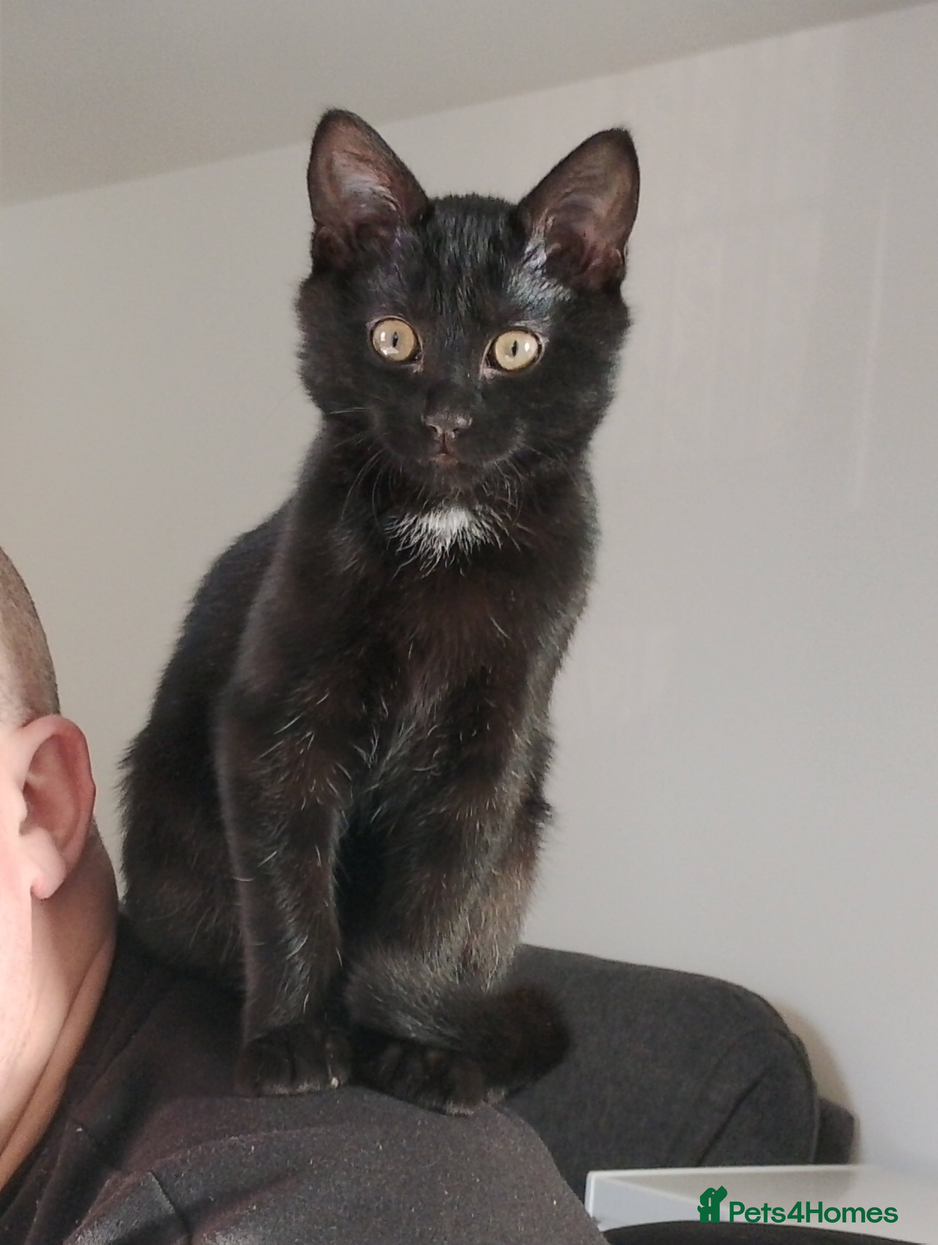 Mixed Breed cats Got him from Tiverton  - Advert 1