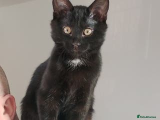 Mixed Breed cats Got him from Tiverton - Advert 2