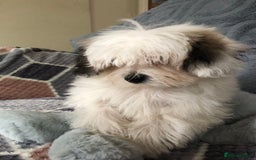 Mixed Breed dogs for sale: shihtzu x maltese  - Image 3