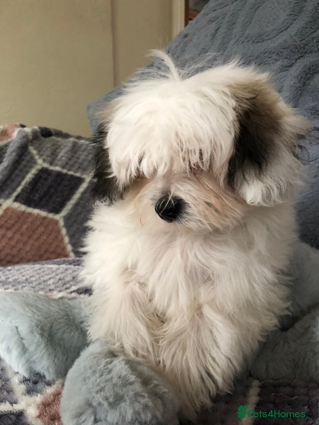 Mixed Breed dogs for sale: shihtzu x maltese  - Image 3