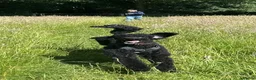 Standard Poodle dogs for sale: Kc Reg Black Standard Poodle - Advert 1