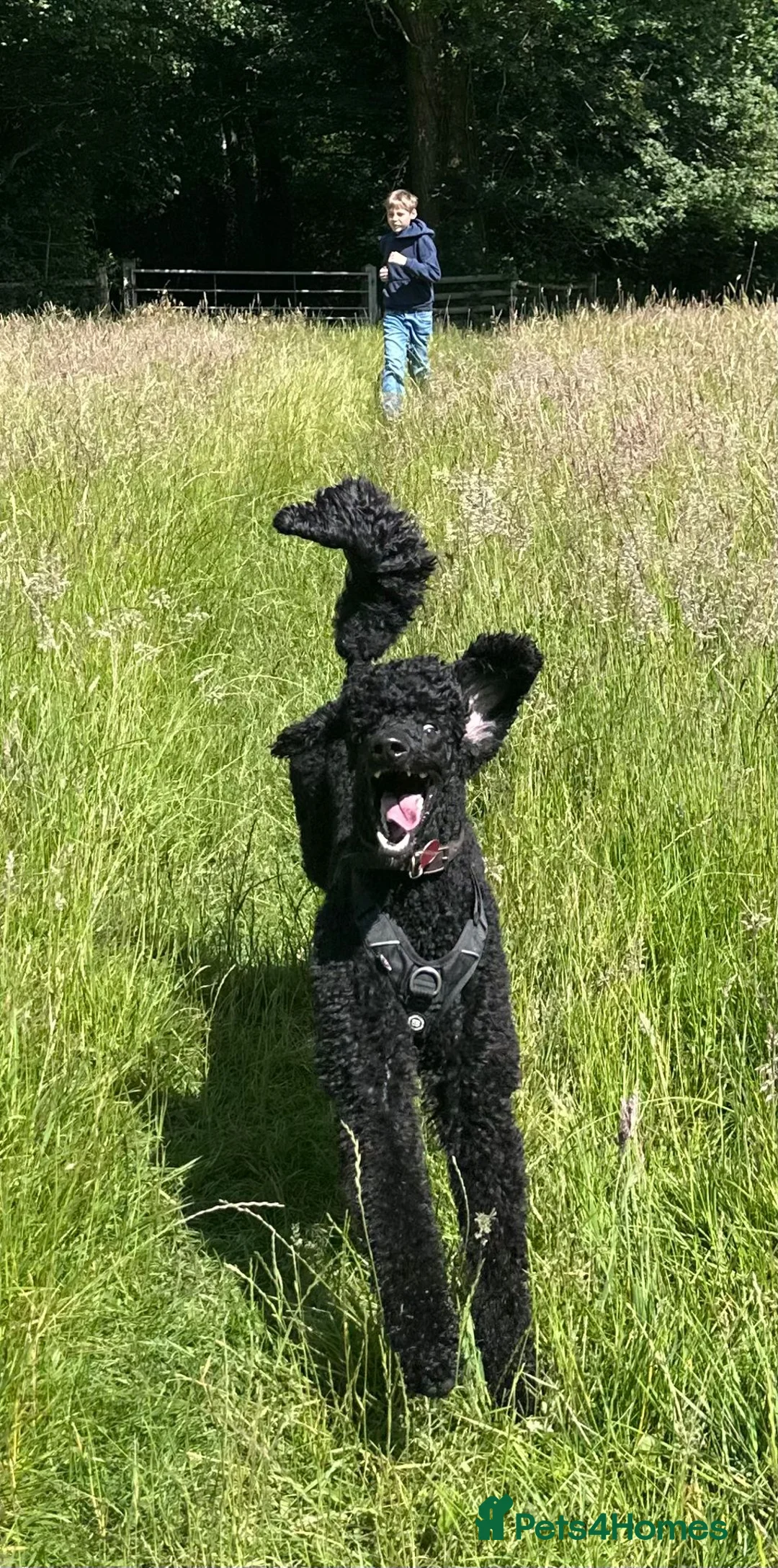 Standard Poodle dogs for sale: Kc Reg Black Standard Poodle - Advert 1