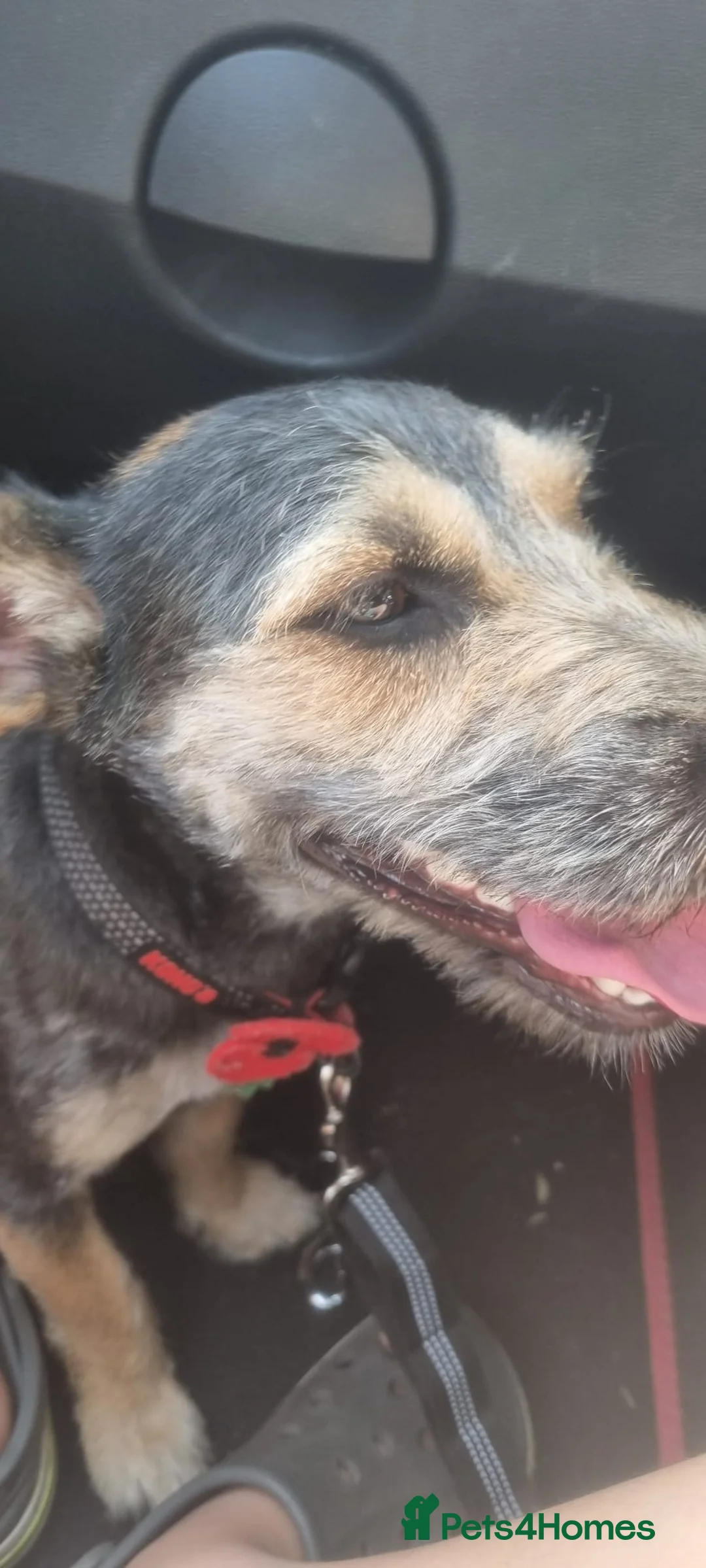 Mixed Breed dogs for sale: Jack Russell Cross  in Bradford - Advert 2