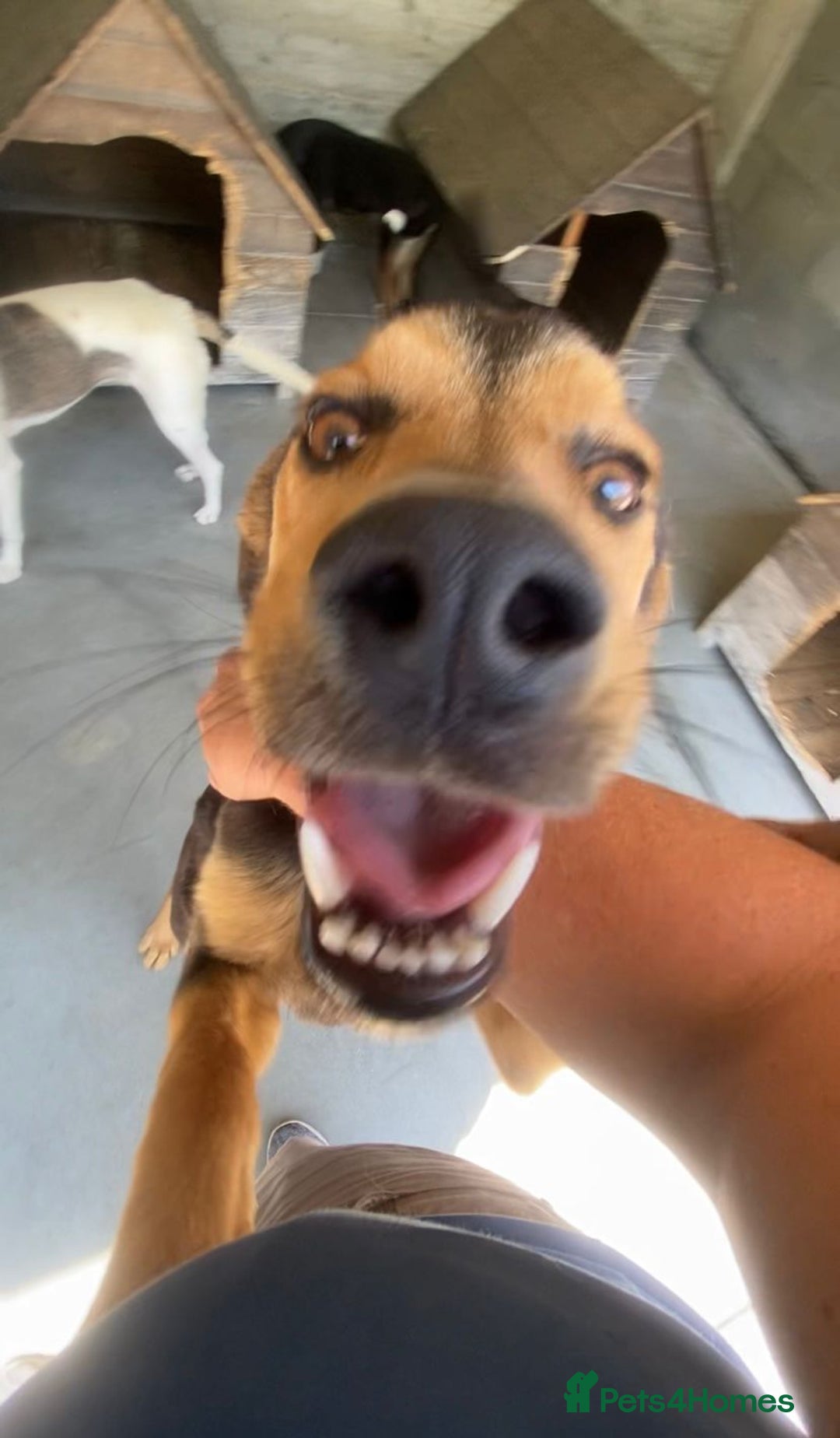 Mixed Breed dogs for adoption: Murphy, 1-2 yrs old. Available for adoption. - Advert 6