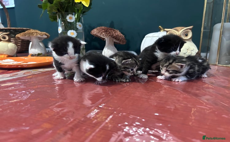 Mixed Breed cats - Advert 2