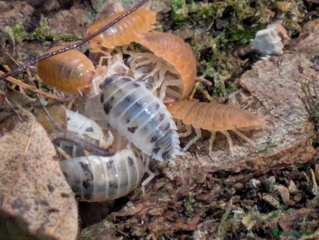 Mixed Breed invertebrates for sale: Isopods clean up crew  - Image 2