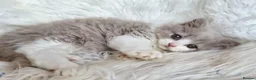 British Shorthair cats for sale: Gorgeous loving purr machines  - Advert 38