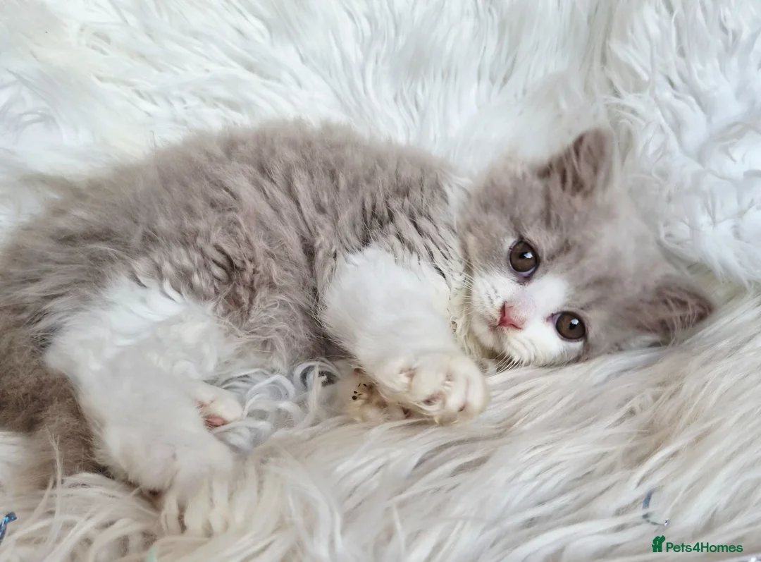 British Shorthair cats for sale: Gorgeous loving purr machines  - Advert 38