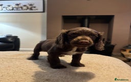 Cocker Spaniel dogs for sale: KC registered working cocker pup - Image 6