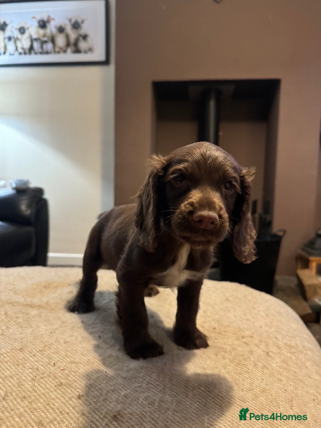 Cocker Spaniel dogs for sale: KC registered working cocker pup - Image 6